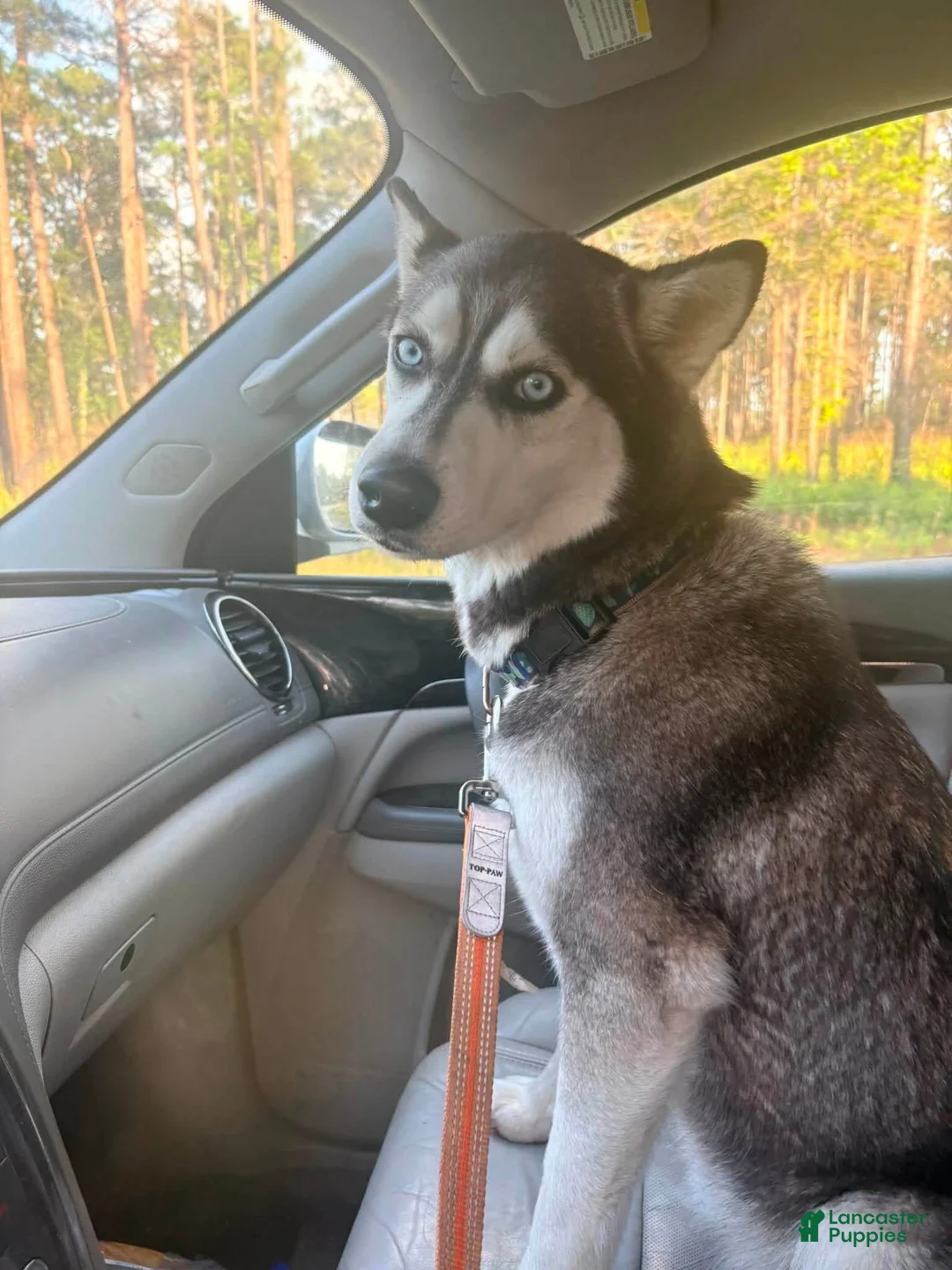 Pitsky dogs for sale: Hank  - Ad 4