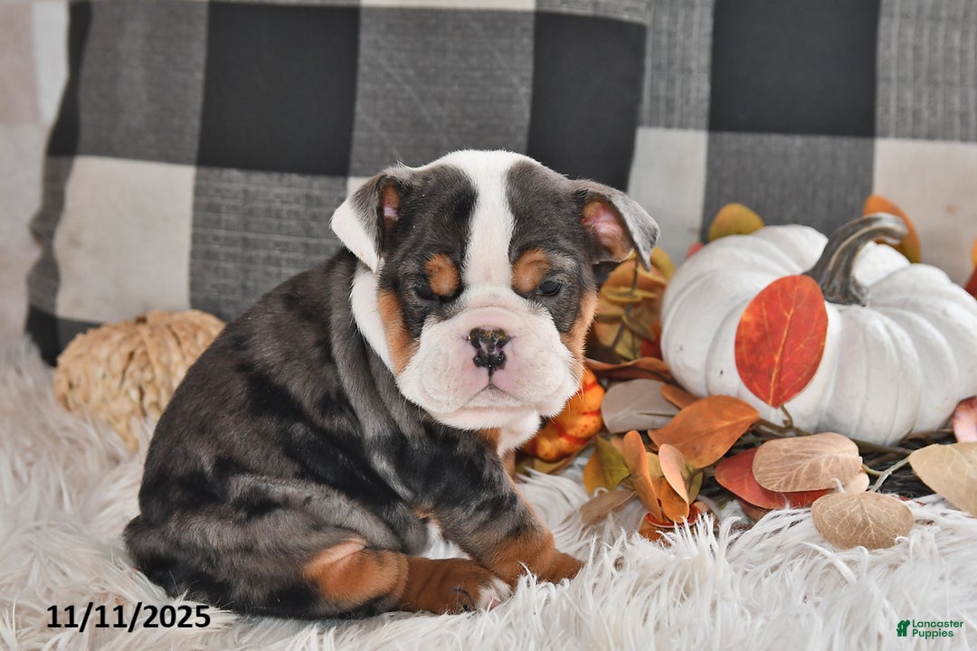 Olde English Bulldogge dogs for sale: Mila - Ad 7