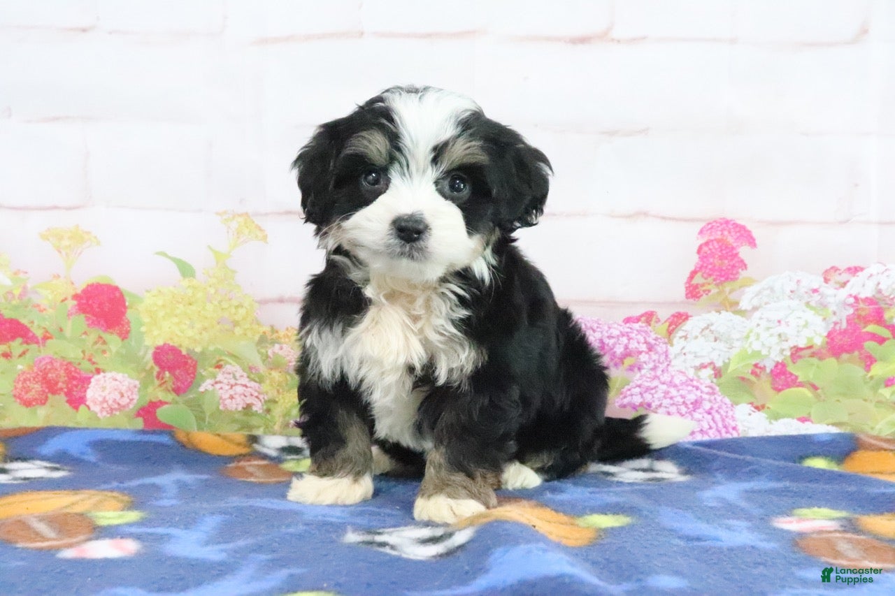 Mini Bernedoodle dogs Logan - Ad 1