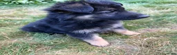 German Shepherd dogs for sale: Milo  - Ad 5