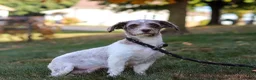 Havapoo dogs for sale: Cuddles  - Ad 13