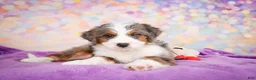 Mini Bernedoodle dogs for sale: Sammy - Ad 7