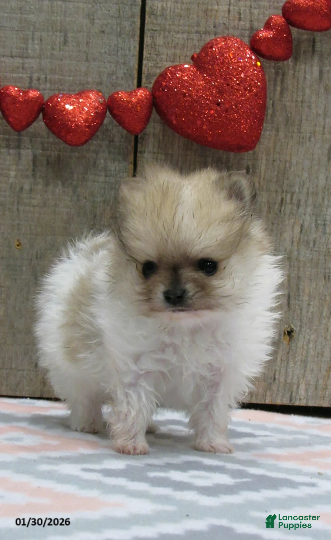 Pomeranian dogs for sale: Minnie - Ad 6