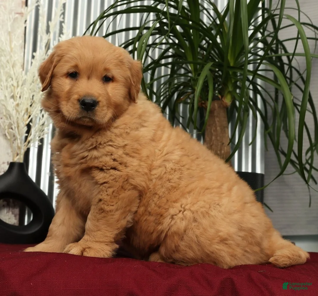Golden Retriever dogs for sale: Alec - Ad 3
