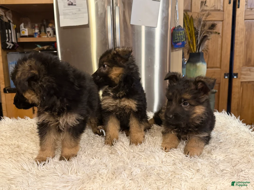 German Shepherd dogs for sale: Lh Champion bred import girl - Ad 2