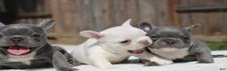 French Bulldog dogs for sale: French Bulldog Puppy 2 - Ad 1