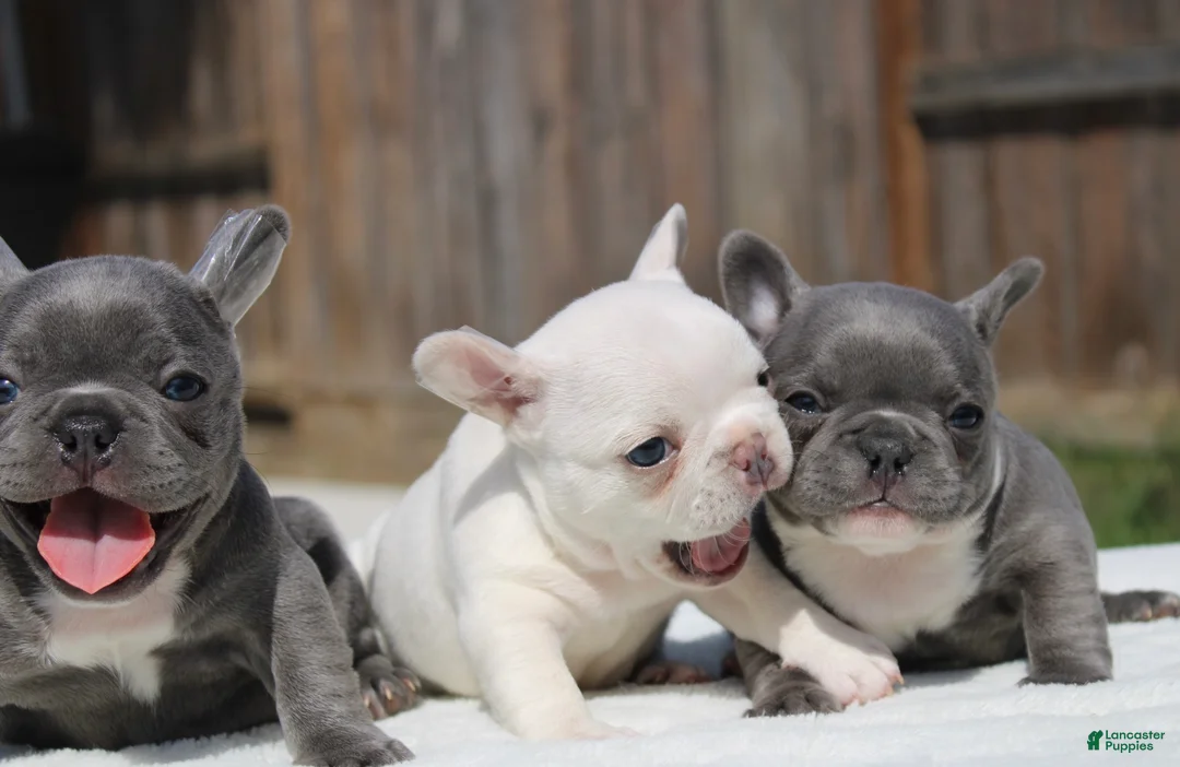 French Bulldog dogs for sale: French Bulldog Puppy 2 - Ad 1