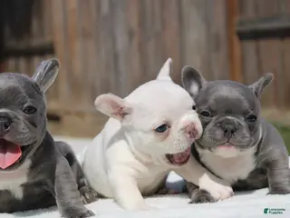 French Bulldog dogs French Bulldog Puppy 2 - Ad 9