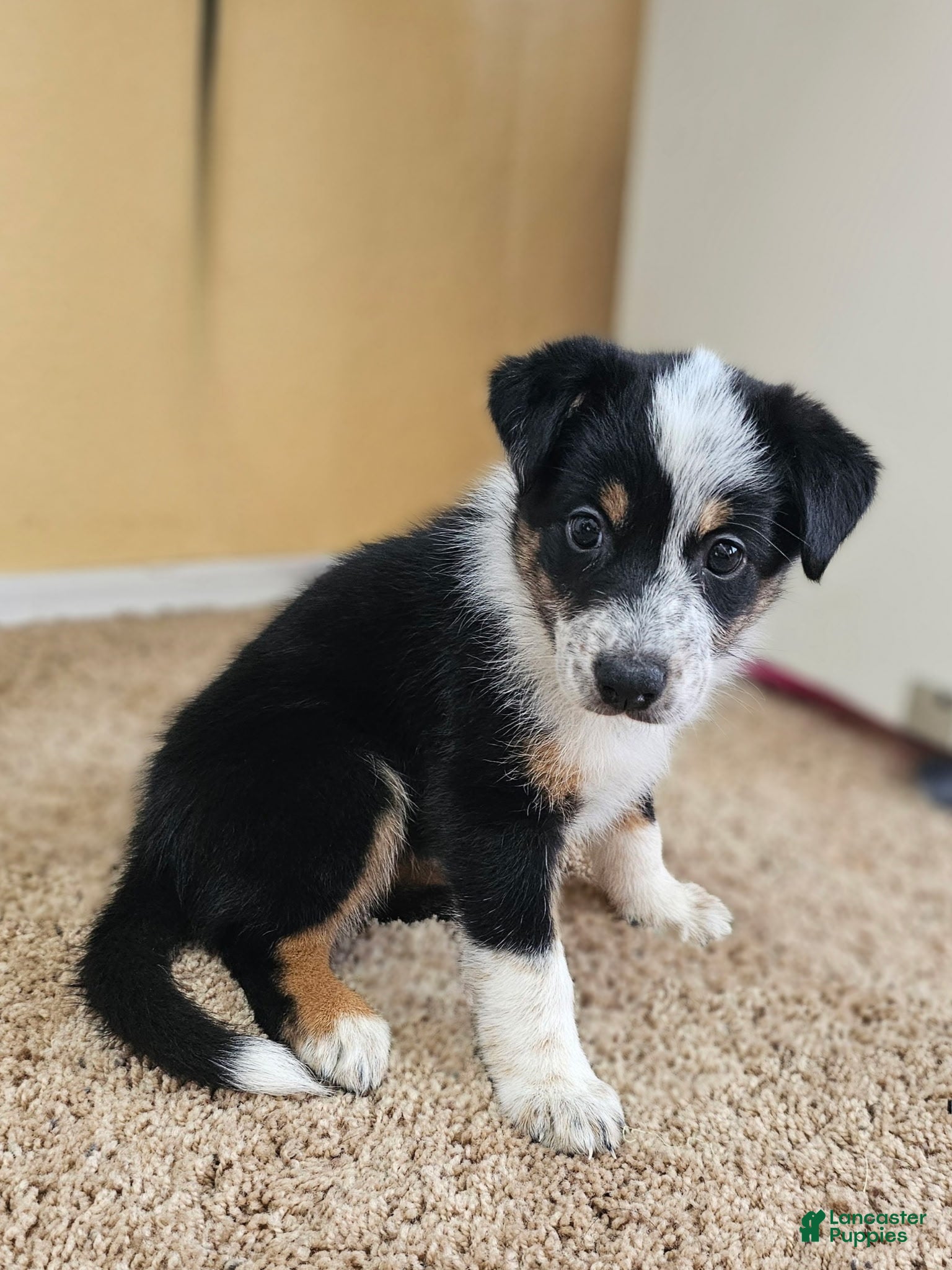 Australian Cattle Dog dogs Australian Cattle Dog 3 - Ad 10