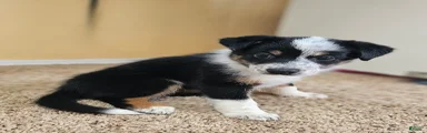 Australian Cattle Dog 3
