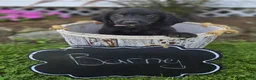 Mixed Breed dogs for sale: Barney - Ad 6