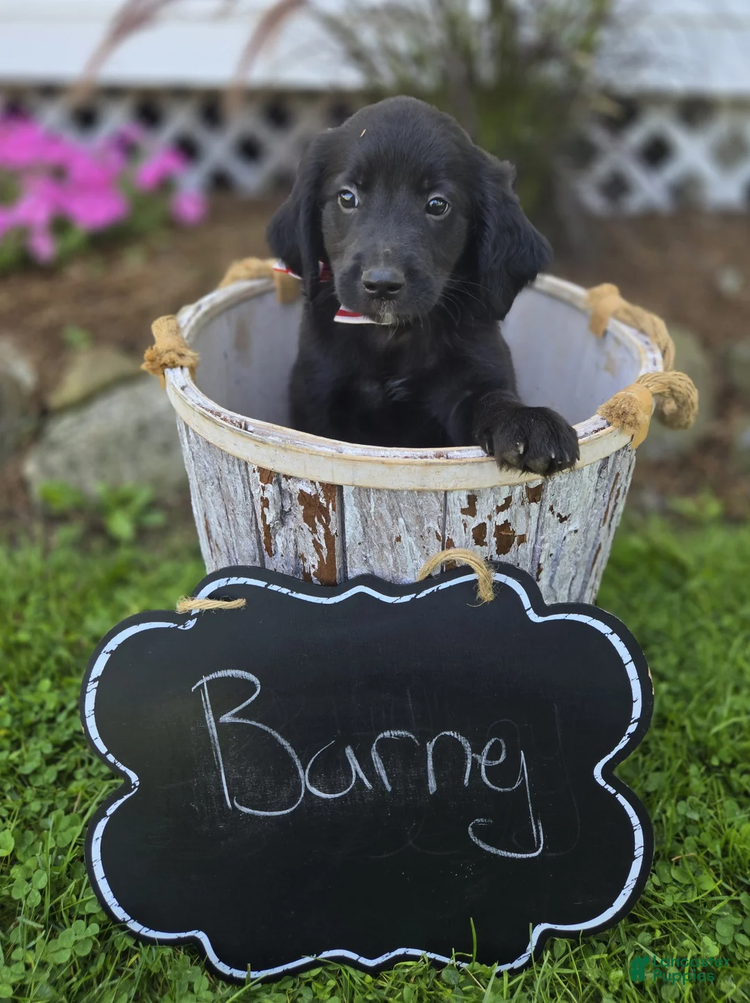 Mixed Breed dogs for sale: Barney - Ad 6