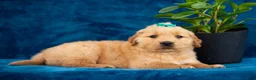Golden Retriever dogs for sale: Theo - Ad 7