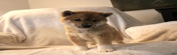 Shiba Inu dogs for sale: Sasha  - Ad 3