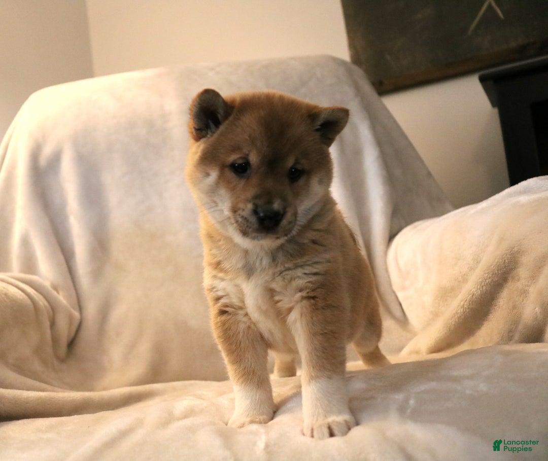 Shiba Inu dogs for sale: Sasha  - Ad 3