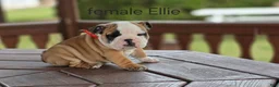 English Bulldog dogs for sale: English Bulldog Puppy 5 - Ad 3