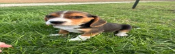 Beagle dogs for sale: Tony - Ad 5