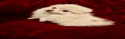 Pomeranian dogs for sale: Pomeranian 2 sherbet  - Ad 1