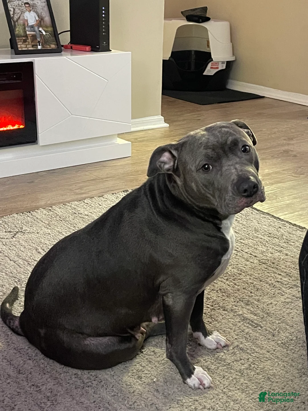 American Pit Bull Terrier dogs for sale: American Pit Bull Terrier 2 - Ad 2