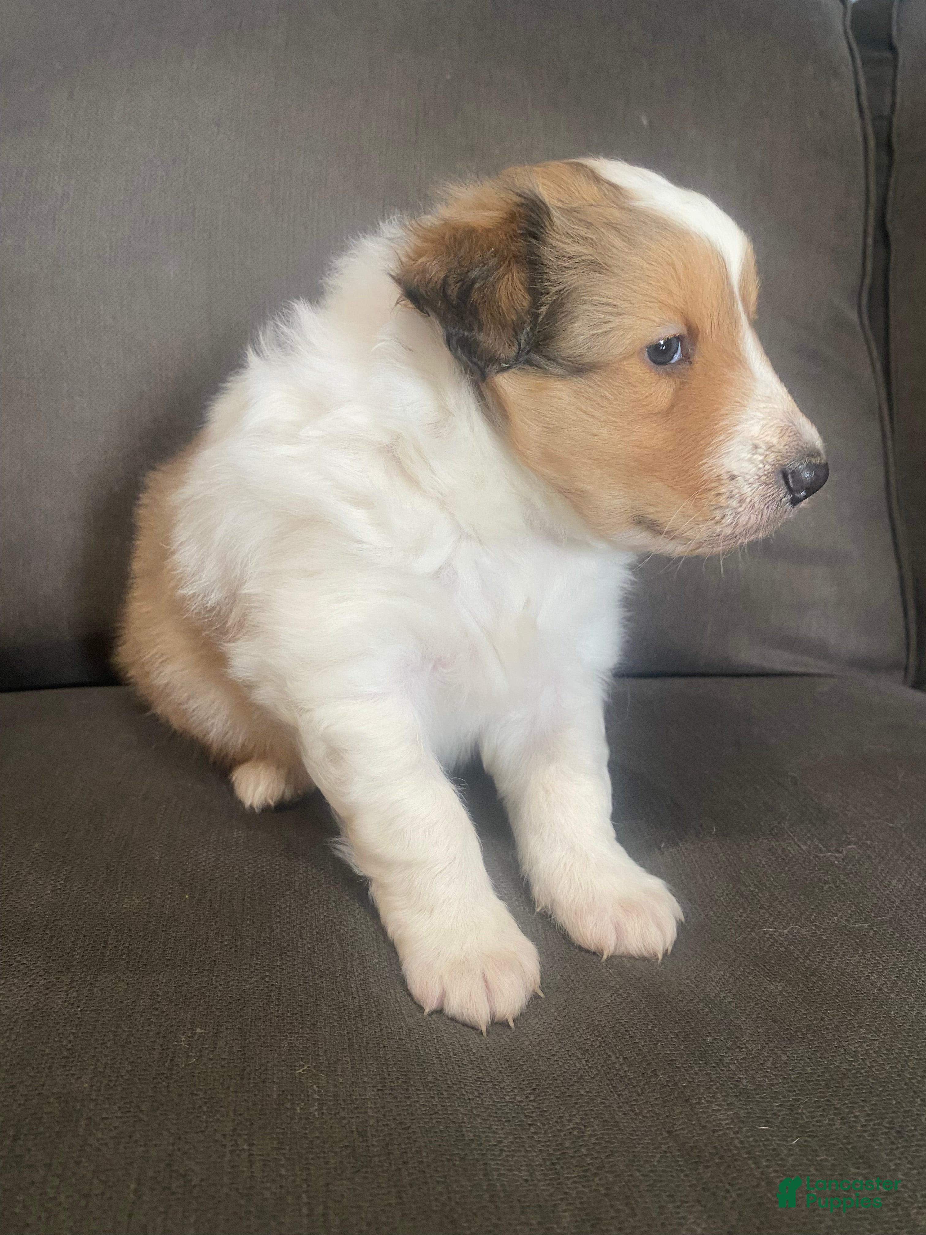Shetland Sheepdog dogs Shetland Sheepdog Puppy 2 - Ad 2
