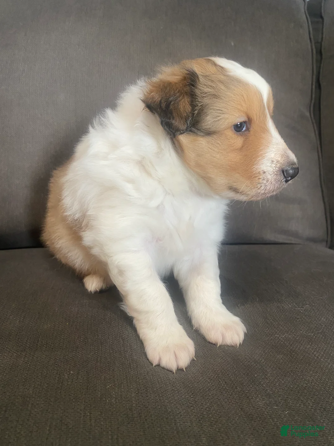 Shetland Sheepdog dogs for sale: Shetland Sheepdog Puppy 2 - Ad 2