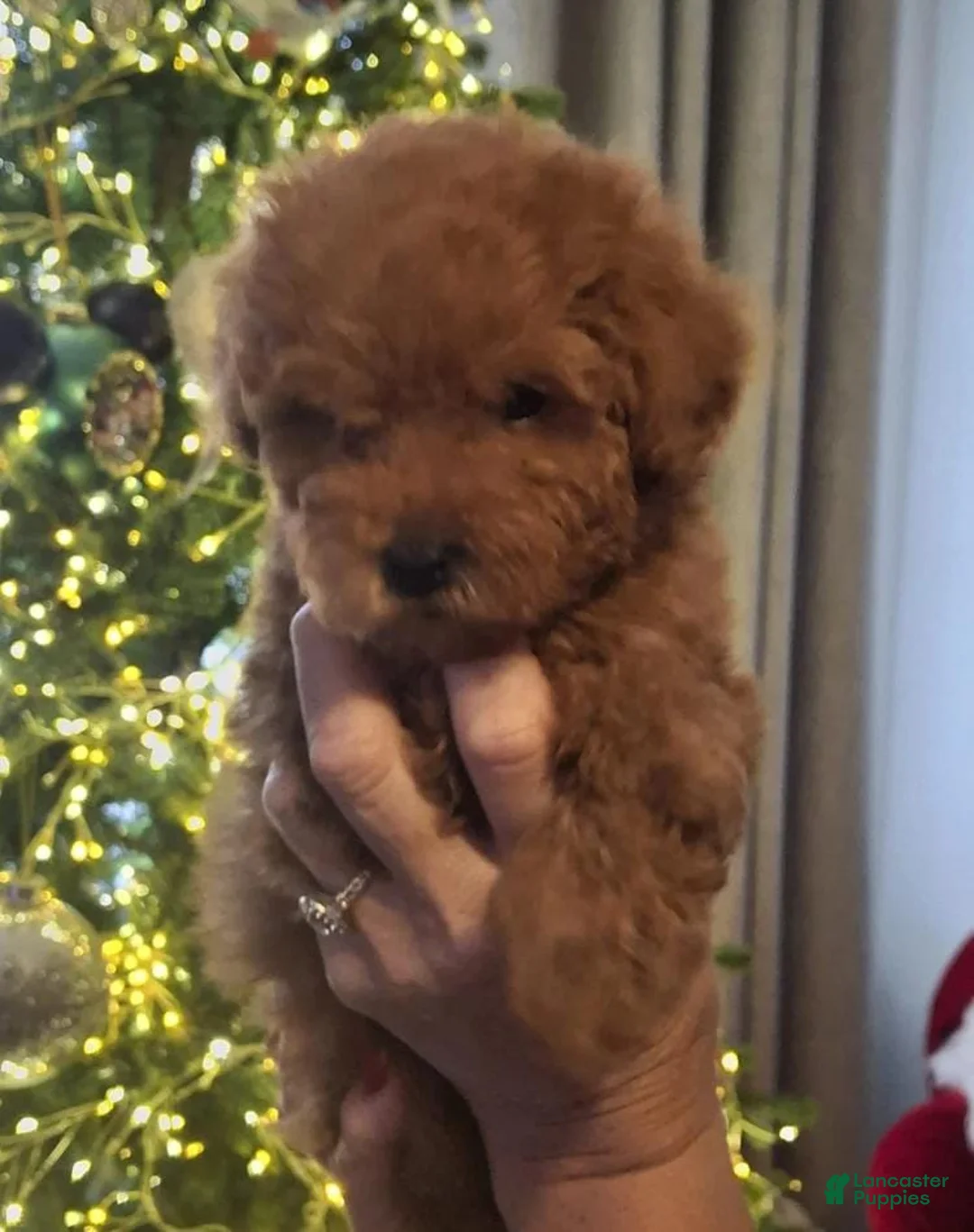 Maltipoo dogs for sale: Nora - Ad 1