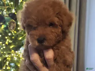 Maltipoo dogs Nora - Ad 24