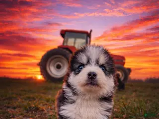 Pomsky dogs Ducky (Orange Collar) - Ad 10