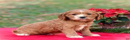 Cocker Spaniel dogs for sale: Jodie - Ad 3