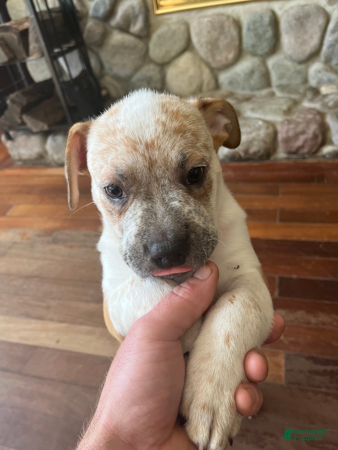 Mixed Breed dogs for sale: Mixed Breed Puppy 6 - Ad 6