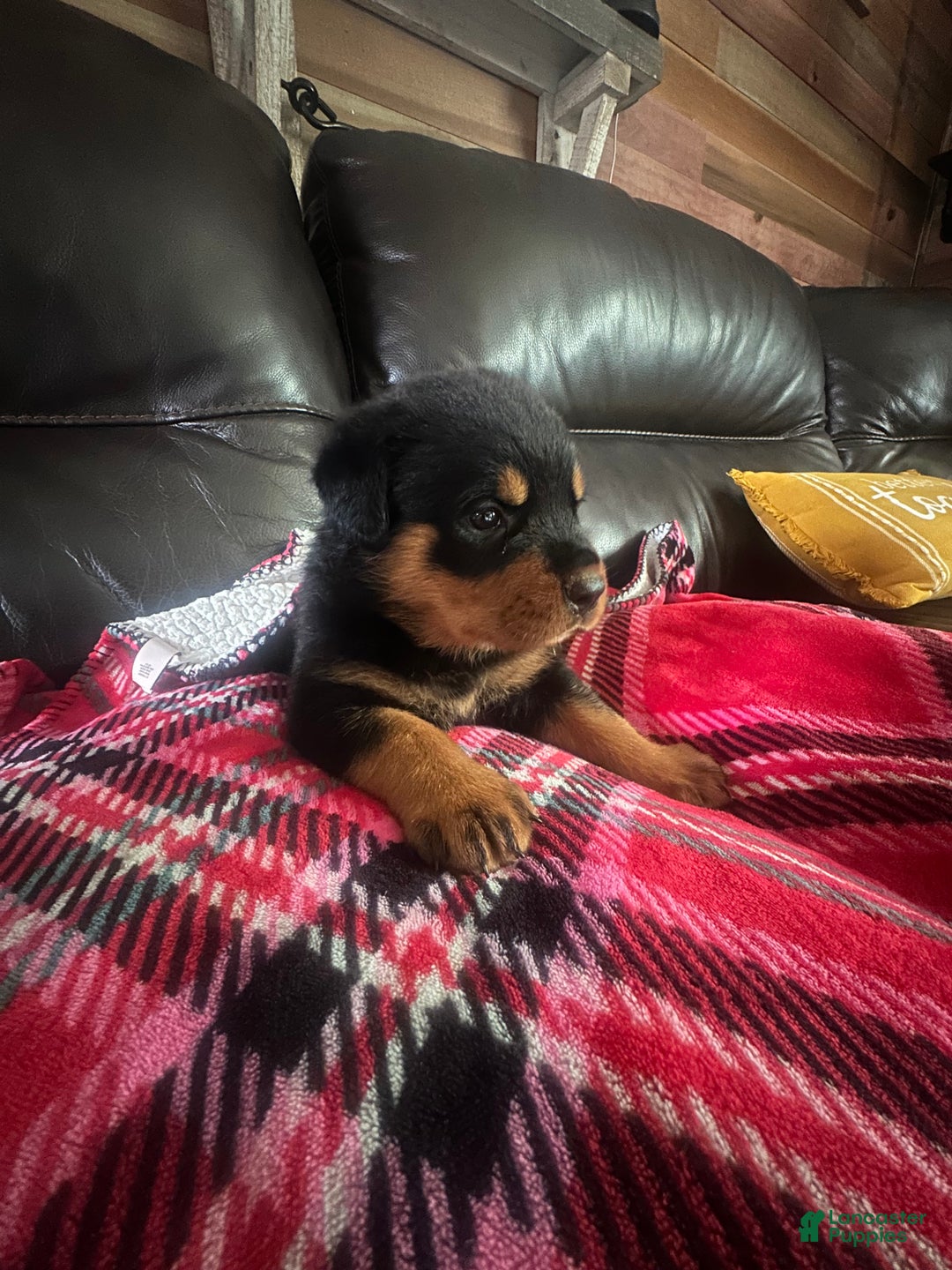 Rottweiler dogs for sale: Chief - Ad 3