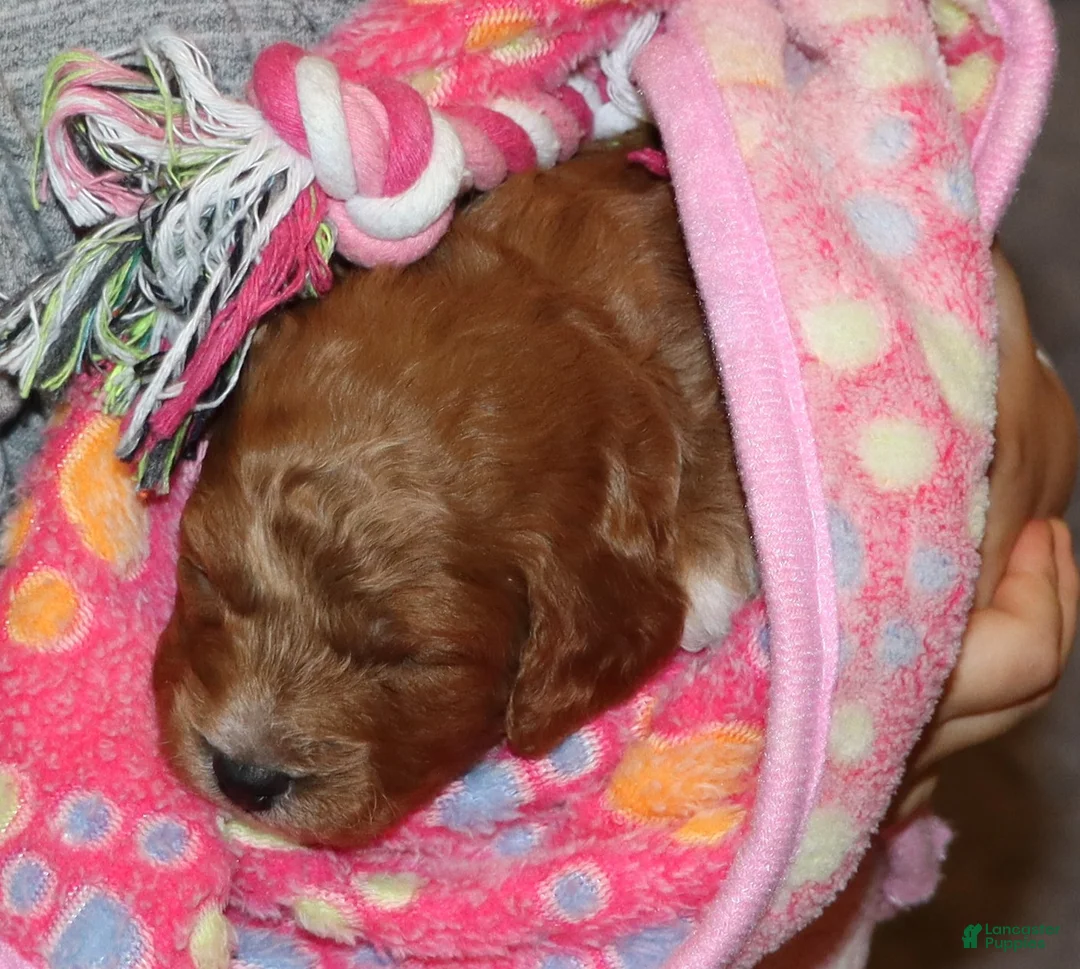 Mini Goldendoodle dogs for sale: Tilly 🌷 Micro Miniature - Ad 9