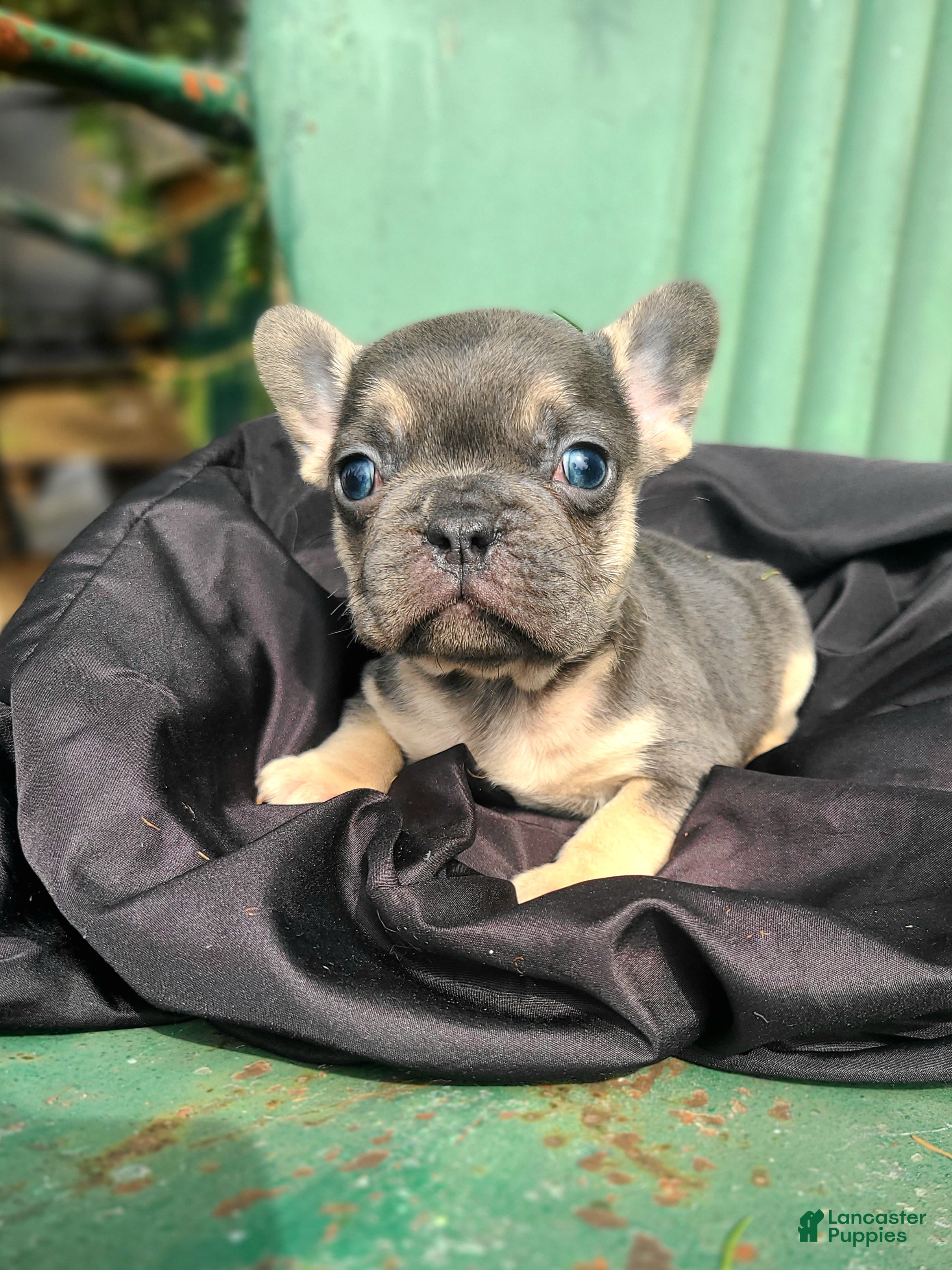 French Bulldog dogs Murphy - Ad 1