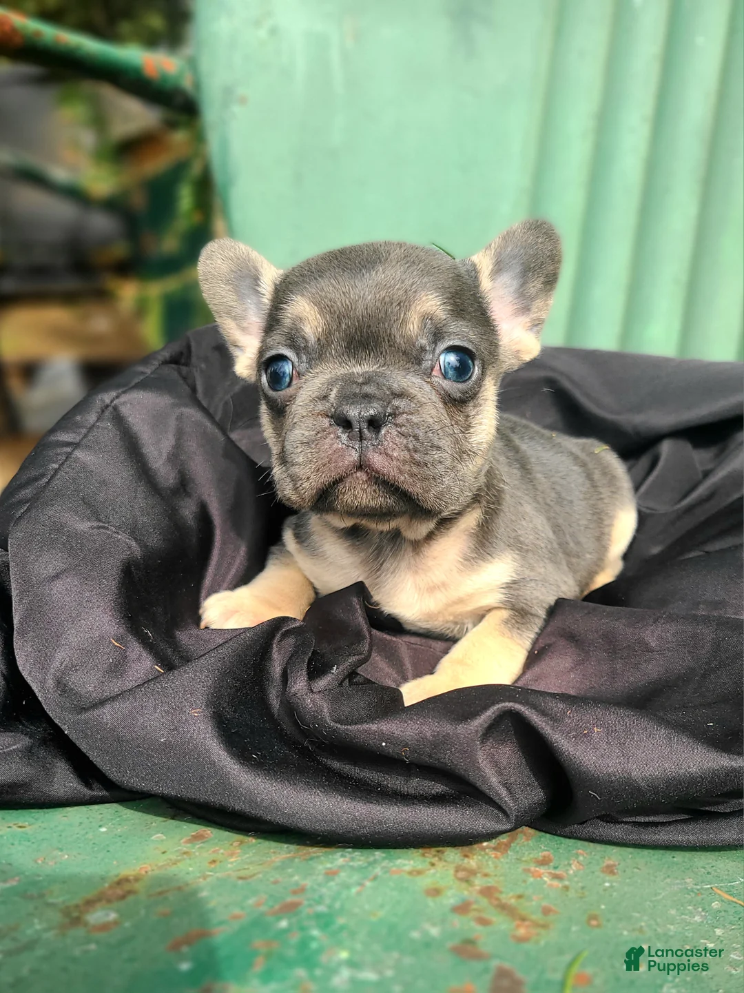 French Bulldog dogs for sale: Murphy - Ad 1