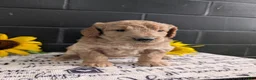 Goldendoodle dogs for sale: Lou - Ad 9