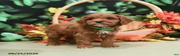 Cavapoo dogs for sale: Bobby - Ad 4