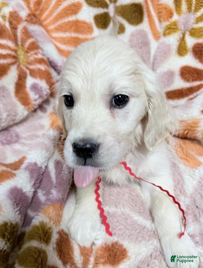 Golden Retriever dogs for sale: Red boy - Ad 20
