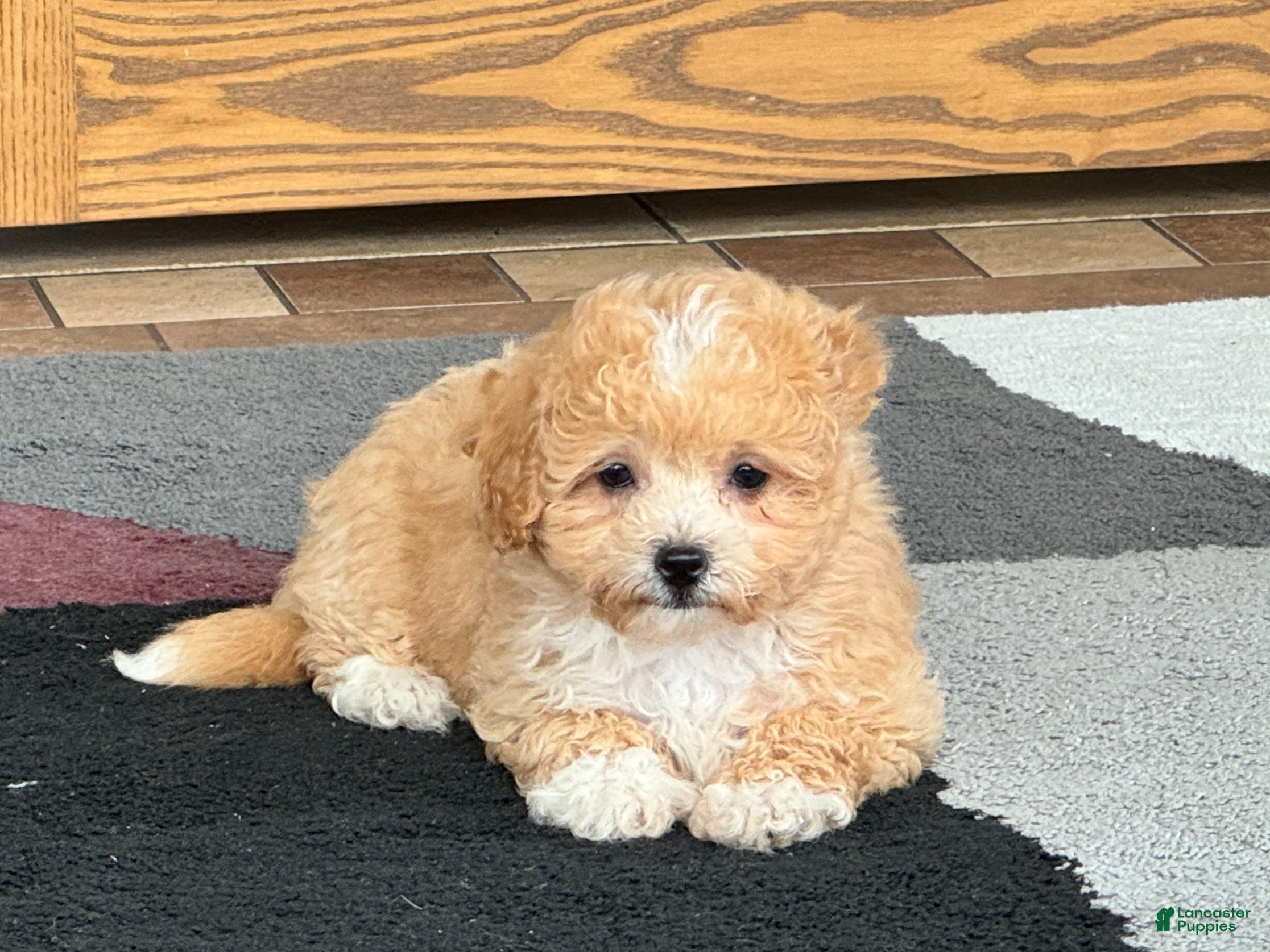 Toy Poodle Coton Poodle Mix Dog Poodle Non Moulting Dogs Non