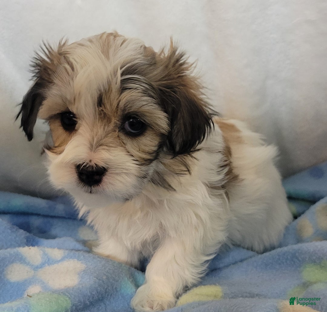 Mixed Breed dogs for sale: 2 clover - Ad 2