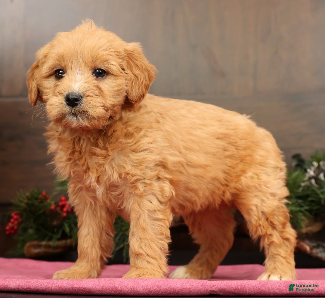 Mini Goldendoodle dogs for sale: Polly - Ad 6