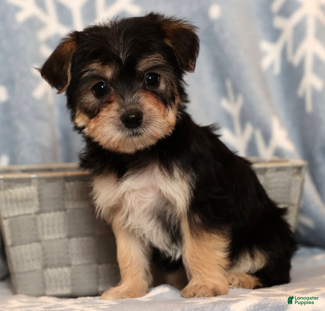 Yochon dogs for sale: Addy - Ad 2