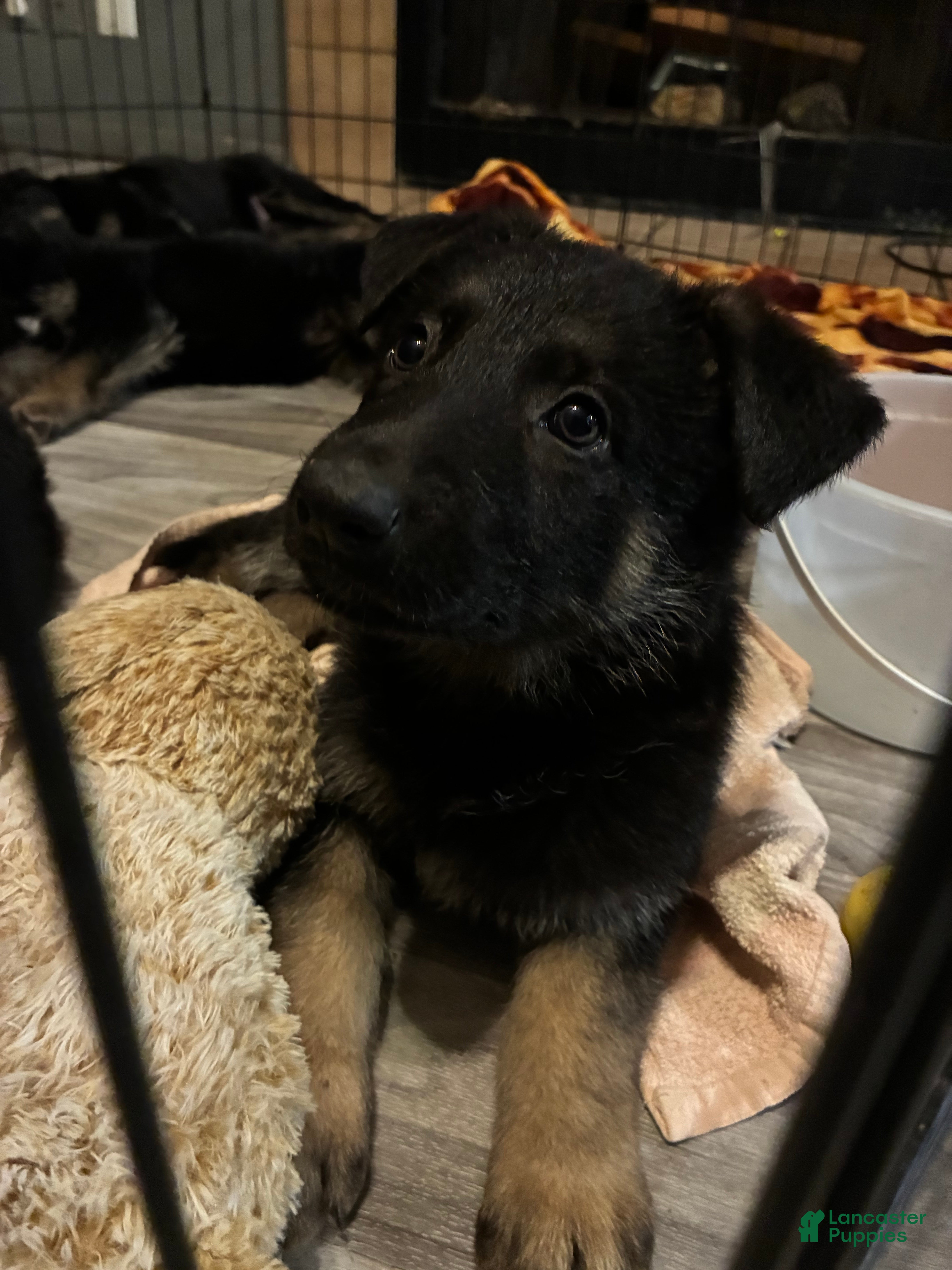 German Shepherd dogs Pup 1 - Ad 32