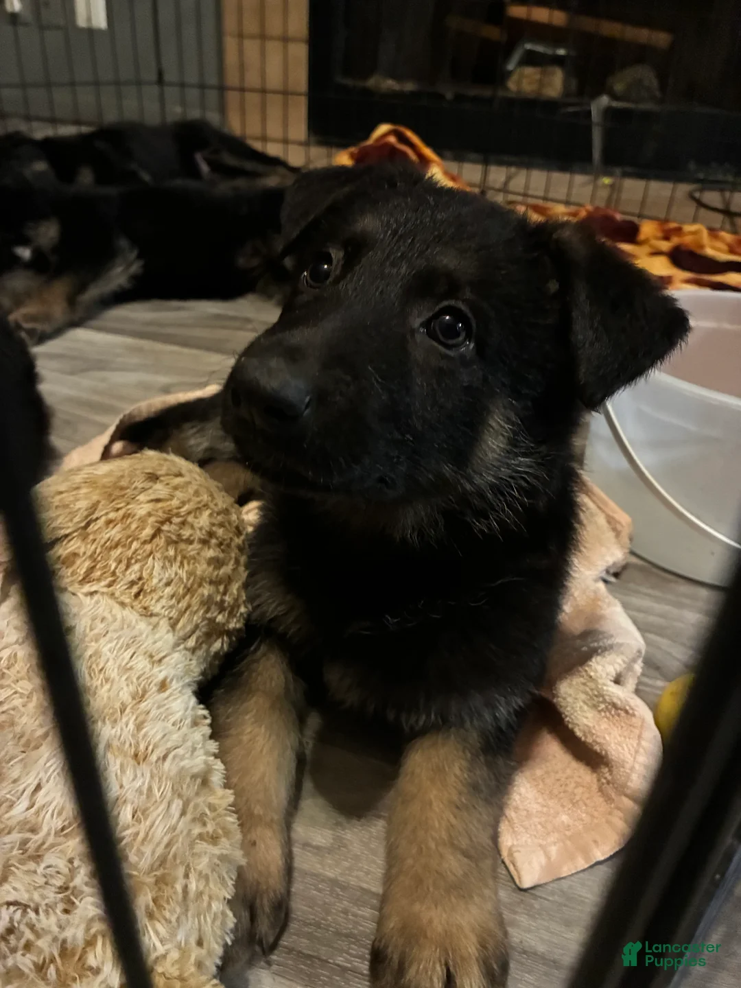 German Shepherd dogs for sale: Pup 1 - Ad 1