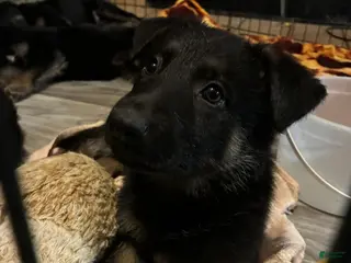 German Shepherd dogs Pup 1 - Ad 32