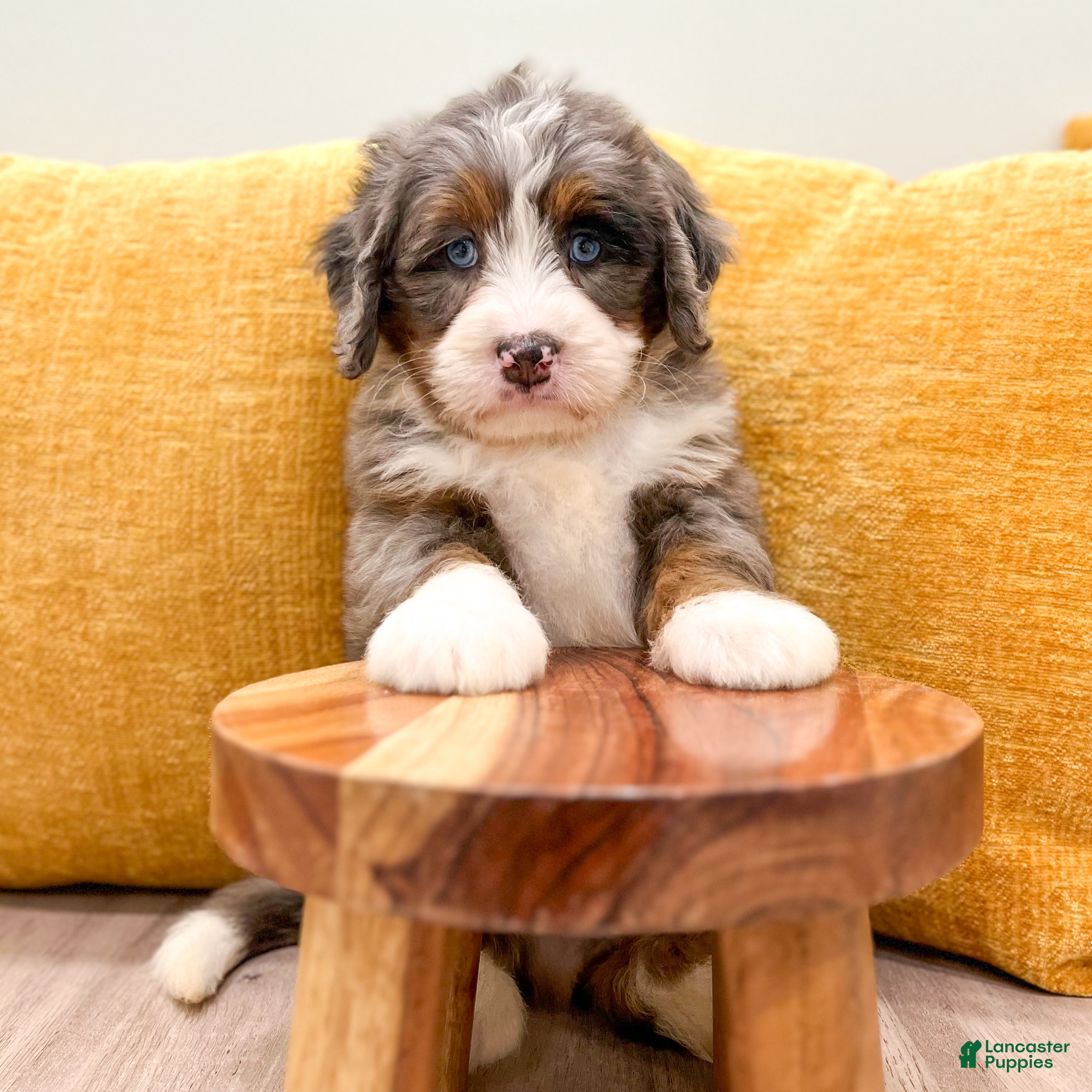 Mini Bernedoodle dogs Zeke - Blue Eyes - Ad 2