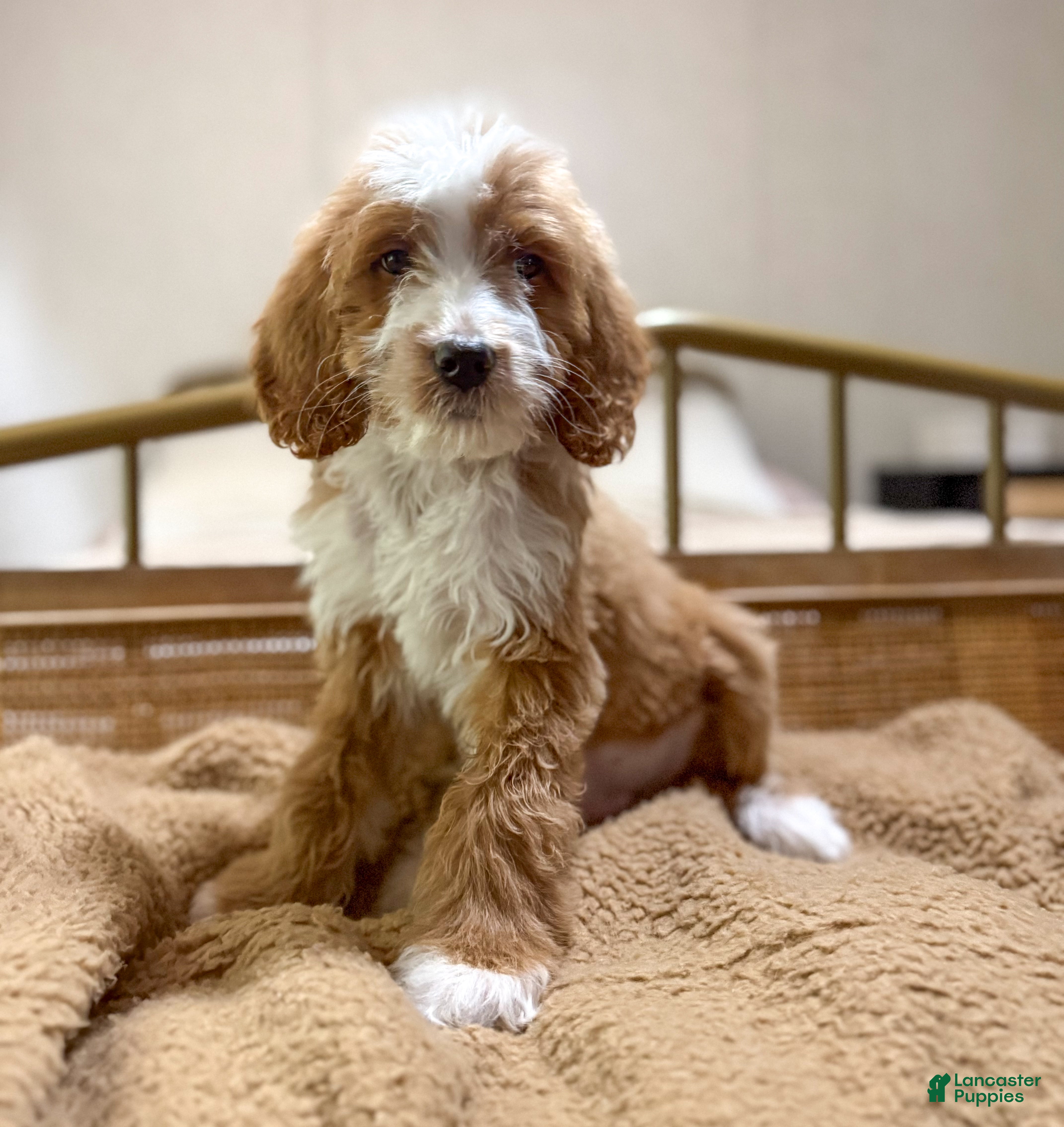 Goldendoodle dogs Rowan - Ad 2
