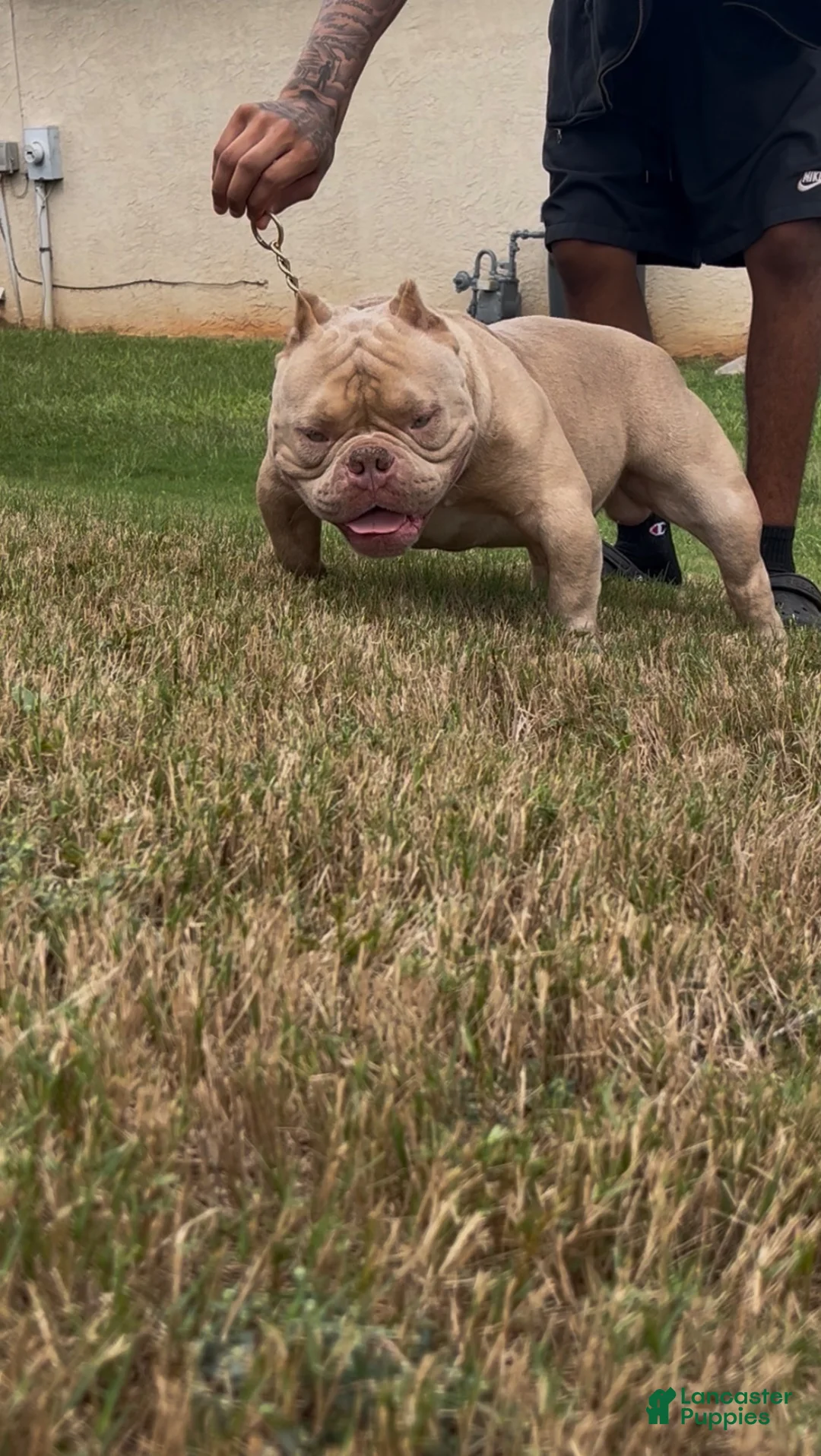 American Bully dogs for sale: Haze - Ad 2