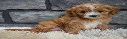 Cavapoo dogs for sale: Sophie  - Ad 8