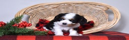 Cavalier King Charles Spaniel dogs for sale: Gwen - Ad 2
