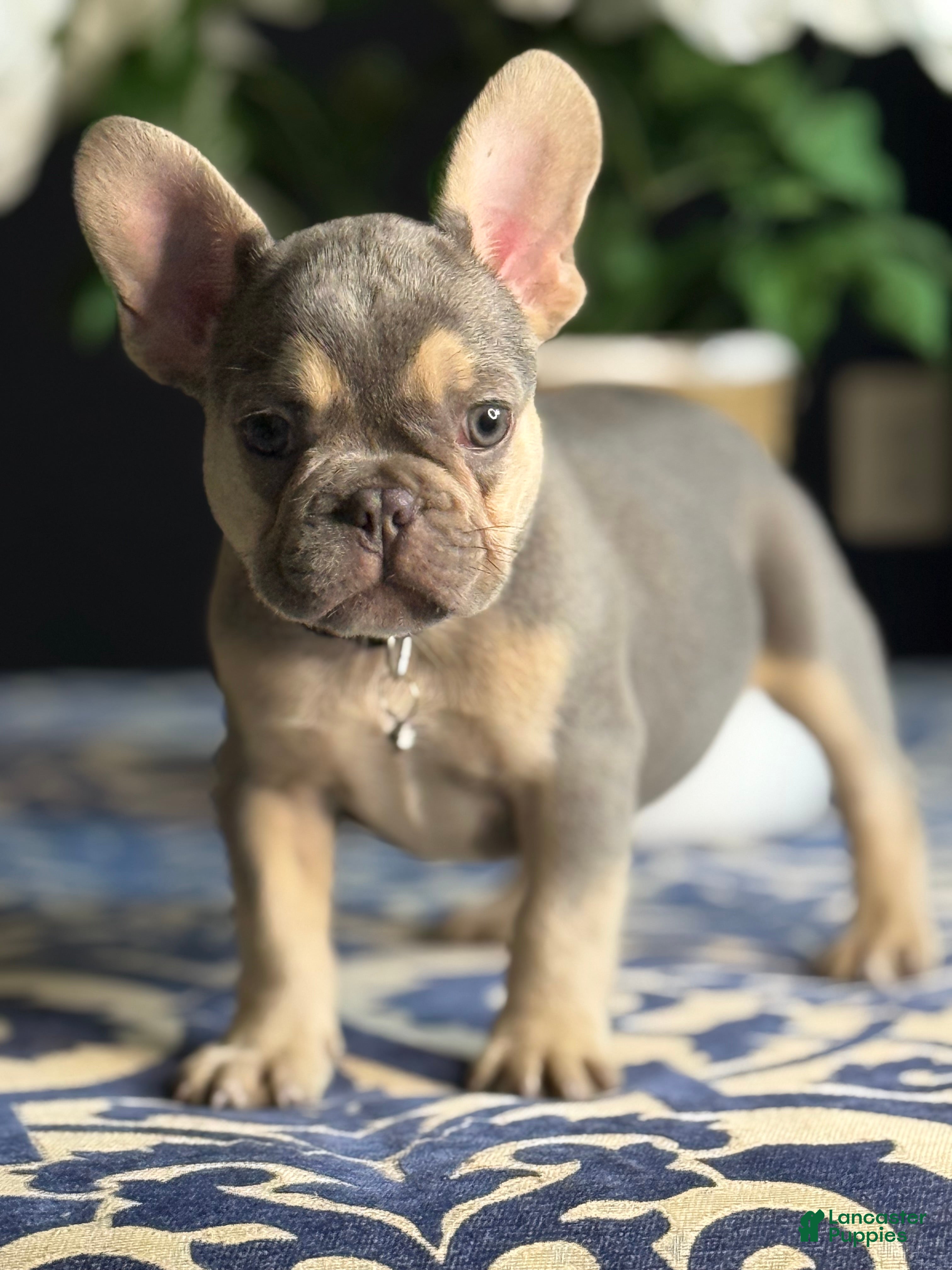 French Bulldog dogs Growleth  - Ad 14